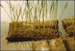 Growing of plain reed on Izoling floating mats